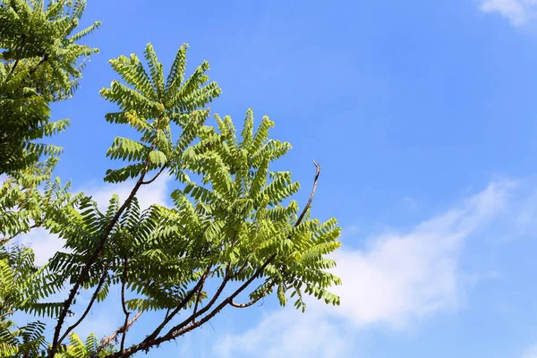 Güneşli bir günde açık mavi gökyüzünde yeşil ağaç dalları ve boş alan