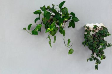 Modern Ev Dekorasyonu İçin Gri Duvar 'a Yeşil Bitki Asılıyor