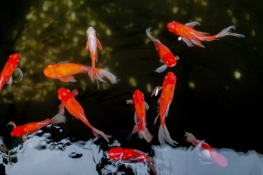 Siyah arkaplanda balık koi rengi kırmızı ve beyaz.