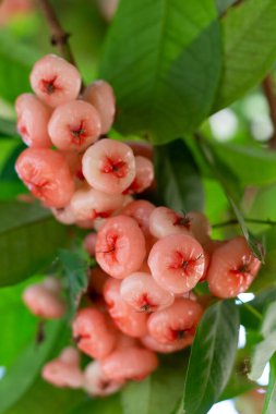 Su elmaları yeşil yapraklı ağaç dallarına asılır..