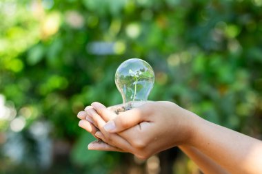 Bir Ampulde Tohum Tutma: Büyüme, Sürdürülebilirlik ve Gelecek İçin Yeşil Enerji. kavramsal büyüme, eko-bilinç, ve sürdürülebilir fikirler ve topluluk için umut verici ilerleme