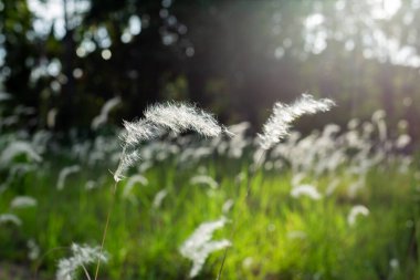 Beyaz kabarık otlar, kogonotlar, Reed çiçekleri ya da çimenler açık havada güneş ışığına maruz kalmışlardır.