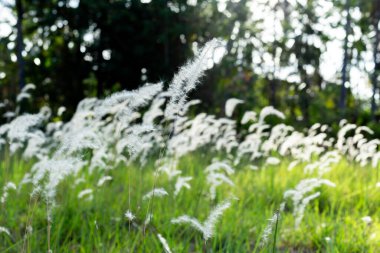 Beyaz kabarık otlar, kogonotlar, Reed çiçekleri ya da çimenler açık havada güneş ışığına maruz kalmışlardır.