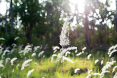 Beyaz kabarık otlar, kogonotlar, Reed çiçekleri ya da çimenler açık havada güneş ışığına maruz kalmışlardır.