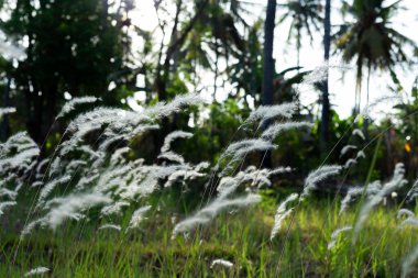 Beyaz kabarık otlar, kogonotlar, Reed çiçekleri ya da çimenler açık havada güneş ışığına maruz kalmışlardır.