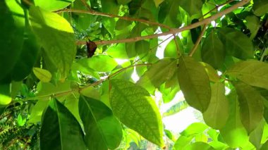 Hafif Sabah Güneşi Parlak Yeşil Yapraklar Arasında Süzülüyor, Mercek ve Rüzgar Hareketiyle Sinema Yakın Çekimi