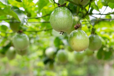 Organik çiftlikteki sarmaşıkta asılı taze yeşil tutku meyvelerini kontrol et. Hasat, tropikal meyve yetiştirme ve bahçıvanlık kavramı