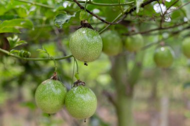 Organik çiftlikteki sarmaşıkta asılı taze yeşil tutku meyvelerini kontrol et. Hasat, tropikal meyve yetiştirme ve bahçıvanlık kavramı
