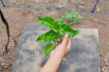 Organik çiftlikteki sarmaşıkta genç bitkilerin filizlerini elle kontrol et. Hasat, tropikal meyve yetiştirme ve bahçıvanlık kavramı