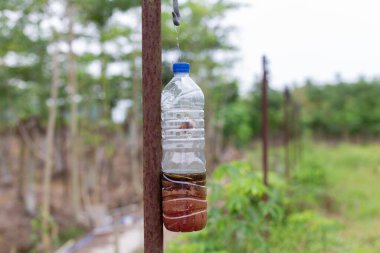Tarım çiftliğindeki meyve sineklerini kontrol etmek için kullanılan feromon sıvısı içeren ev yapımı plastik şişe kapanı. Biyolojik haşere kontrolü, organik tarım ve ürün koruması kavramı