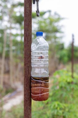 Tarım çiftliğindeki meyve sineklerini kontrol etmek için kullanılan feromon sıvısı içeren ev yapımı plastik şişe kapanı. Biyolojik haşere kontrolü, organik tarım ve ürün koruması kavramı