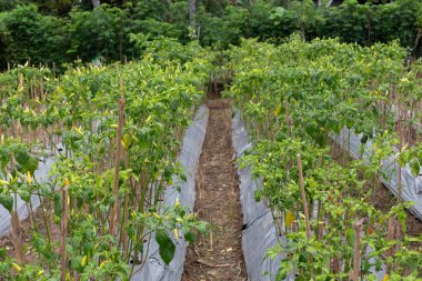 Organik bir çiftlikte yetişen yemyeşil biber bitkilerinin yakın görüntüsü. Bol hasat, sağlıklı mahsul ve sürdürülebilir tarım kavramı.