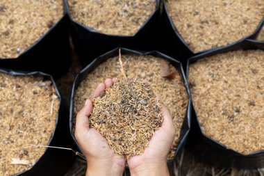 Beyaz gübre ya da kireçle karıştırılmış toprakla dolu siyah poliçantalar acı biber tohumları ekmeye hazır. Tarım hazırlığı, çocuk bakımı ve toprak gübreleme kavramı