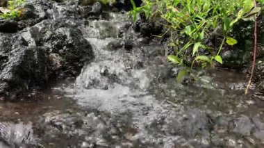 Su Erozyonu Konsepti. Taze Dağ Akıntısı Tortu Kayalarının üzerinden akıyor, Taş Duvarda Bitkiler ve Yosun Detayları