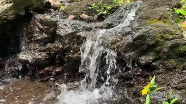Su Erozyonu Konsepti. Taze Dağ Akıntısı Tortu Kayalarının üzerinden akıyor, Taş Duvarda Bitkiler ve Yosun Detayları