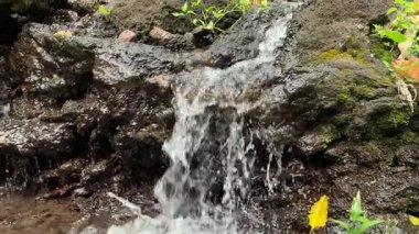 Su Erozyonu Konsepti. Taze Dağ Akıntısı Tortu Kayalarının üzerinden akıyor, Taş Duvarda Bitkiler ve Yosun Detayları