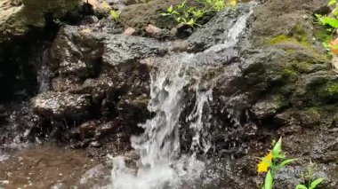 Su Erozyonu Konsepti. Taze Dağ Akıntısı Tortu Kayalarının üzerinden akıyor, Taş Duvarda Bitkiler ve Yosun Detayları