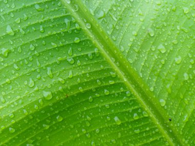 Yağmurdan sonra tropik bir muz yaprağı yüzeyindeki su damlacıklarının detaylı görüntüsü