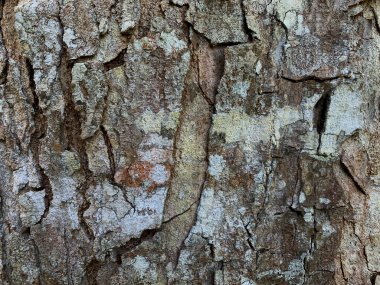 Doğa temalı arkaplan için yıpranmış ağaç kabuğu dokusu yakın plan.