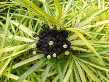 Miagos Bush 'un (Osmoxylon Hattı) Sarı Yeşil Yapraklar ve Siyah Meyve Kümesi ile Tropikal Bahçede