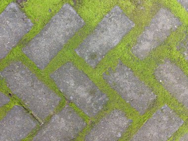 Herringbone Şablonu Dış Tasarım ve Doğa Arkaplan Çatlakları Arasında Canlı Yeşil Yosun Büyüyen Blok DokusuName