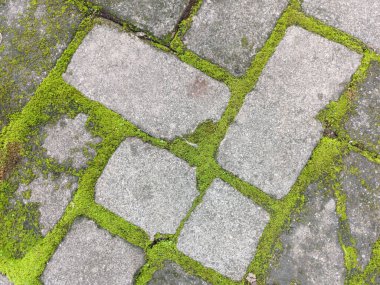 Herringbone Şablonu Dış Tasarım ve Doğa Arkaplan Çatlakları Arasında Canlı Yeşil Yosun Büyüyen Blok DokusuName