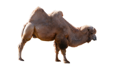 Bactrian Camel (Camelus bactrianus) Metin Uzayı ile Beyaz Arkaplanda izole edilmiştir. Vahşi Yaşam Posterleri, Eğitim İllüstrasyonları ve Doğa Temalı Tasarımlar için Çöl Memelileri. PNG Dosyası