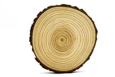 Ağaç gövdesi beyaz arkaplanda izole edilmiş. Ağaç gövdesini yüzükle kes