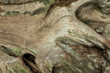 Doğal Tahıl ve Dokuya sahip Yıpranmış Ağaç Kökü Yapısı