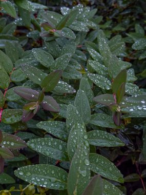 Koyu yeşil Yapraklar Yağmur damlalarıyla ya da Çiğ taneleriyle kaplı