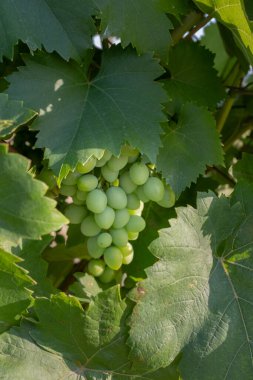 Üzümler sarmaşıkta, bahçede.