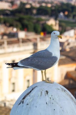 Aşağıdaki şehir manzarasının yumuşak odaklı arka planına sahip kubbeye tünemiş martıların ayrıntılı yakın çekimi