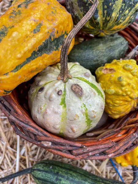 Bir sepet çeşit süs kabağı ve kabak.