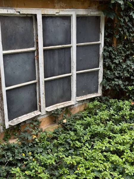 Yıpranmış Beyaz Pencere Çerçevesi Donmuş Cam ve Aşırı Büyümüş Yapraklı