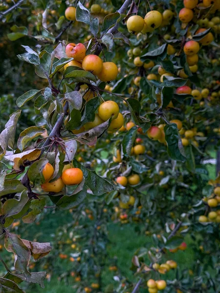 Sarı ve Turuncu meyvelerle kaplı bir yaban elması ağacının dalları