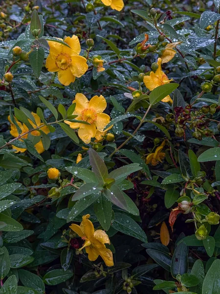 Bahçede yağmur damlaları olan güzel sarı çiçekleri kapat.