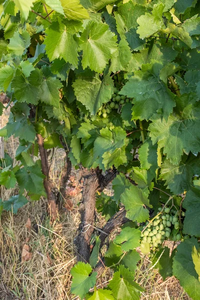 Üzümler sarmaşıkta, bahçede.