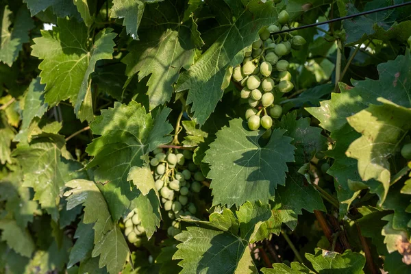 Üzümler sarmaşıkta, bahçede.