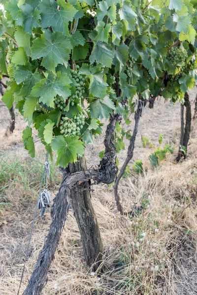 Üzümler sarmaşıkta, bahçede.