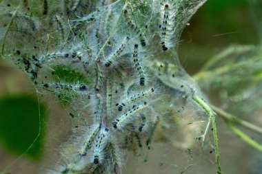 Perdeli yuvanın içinde bir grup küçük tırtıl.