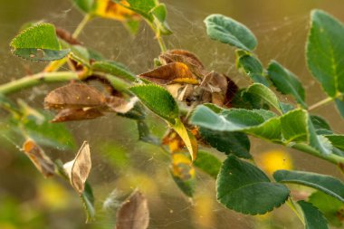 Örümcek ağları ve kurumuş tohumlarla kaplı yeşil yapraklar.