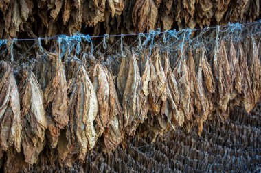 Kurumuş tütün yaprakları işlem için sıra sıra sallanıyor