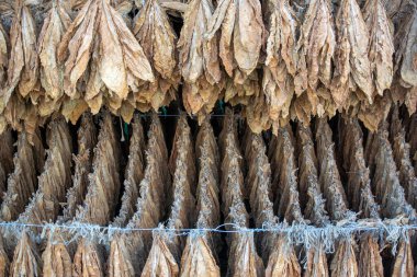 Kurumuş tütün yaprakları tedavi işlemi için sıra sıra sallanıyor