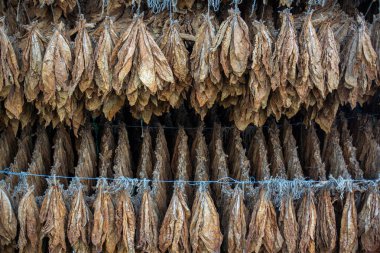 Kurumuş tütün yaprakları sicim üzerinde sallanıyor