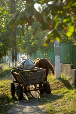 İki at güneşli yolda ahşap arabayı çekiyor.