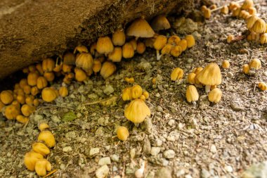 Yerde yetişen küçük turuncu mantar kümeleri.