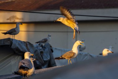 Altın saat güneş ışığı altında çatıya tünemiş martılar.