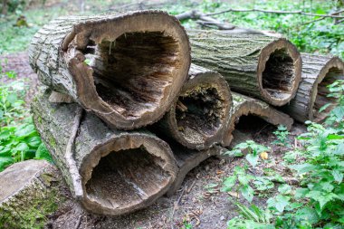 Yeşil yapraklarla çevrili içi boş ağaç kütükleri