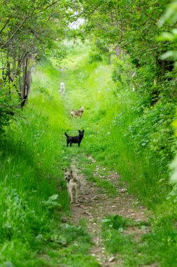Köpekler yeşil çimenlerin arasında dar bir patikada yürüyor.
