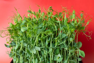 Yeşil bezelye filizleri canlı kırmızı arka planda büyüyor